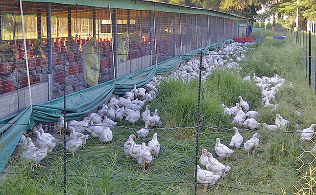 Free-range kienyeji chickens foraging on open pasture at Frembu Poultry Farm